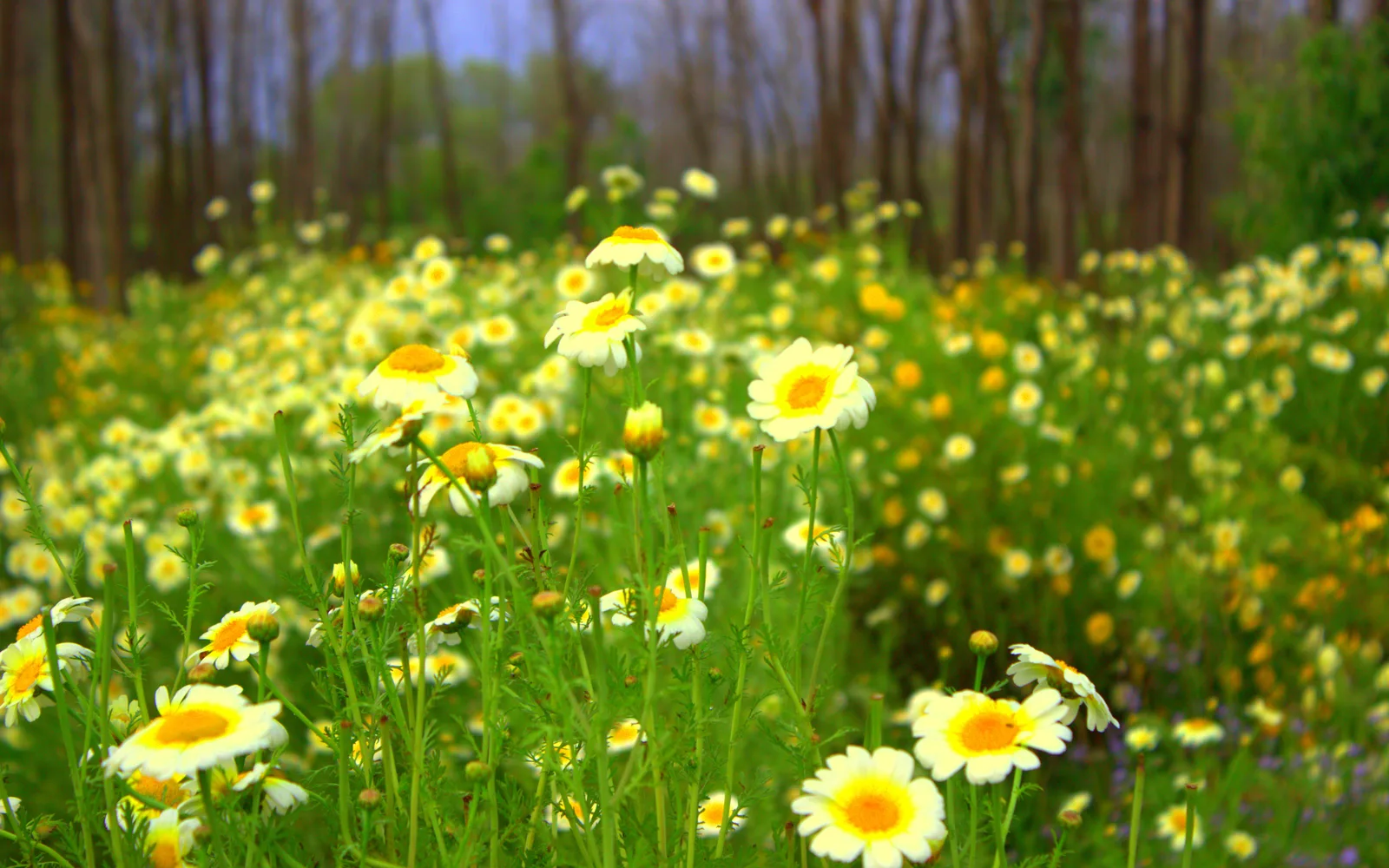White and yellow flowers blooming in cultivated fields